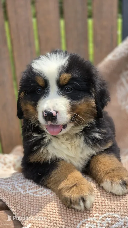 Rex – Bernese Mountain Dog puppy for sale in Kalona, IA