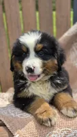 Rex, a male Bernese Mountain Dog for sale in Kalona, IA – 1 of 10