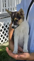 Bella, a female American Eskimo and Jack Russell Terrier for sale in Kalona, IA – 4 of 7