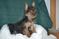 Matilda, a female Yorkshire Terrier for sale in Kalona, IA – Photo 2 of 4