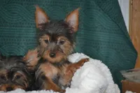 Matilda, a female Yorkshire Terrier for sale in Kalona, IA – Photo 3 of 4