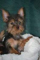 Matilda, a female Yorkshire Terrier for sale in Kalona, IA – Photo 1 of 4