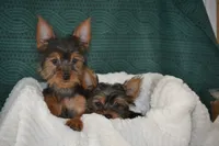 Matilda, a female Yorkshire Terrier for sale in Kalona, IA – Photo 4 of 4