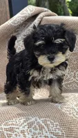 Kingston, a male Miniature Schnauzer and Shih Tzu for sale in Kalona, IA – 4 of 4
