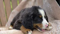 Russell, a male Bernese Mountain Dog for sale in Kalona, IA – 7 of 8