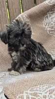 Teacup, a female Miniature Schnauzer and Shih Tzu for sale in Kalona, IA – 5 of 6