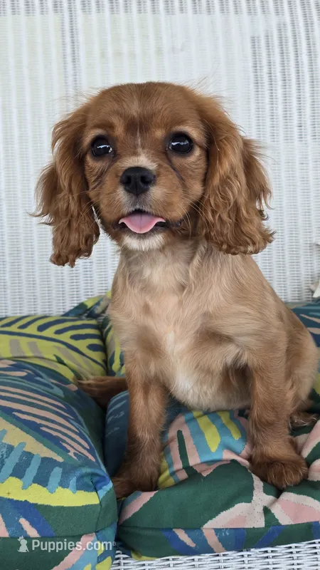 Vivian – Cavalier King Charles Spaniel puppy for sale in Kalona, IA