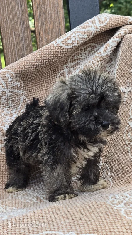 Teacup – Miniature Schnauzer, Shih Tzu puppy for sale in Kalona, IA