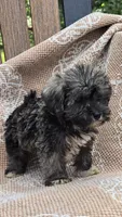Teacup, a female Miniature Schnauzer and Shih Tzu for sale in Kalona, IA – 1 of 6