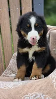 Remi, a female Bernese Mountain Dog for sale in Kalona, IA – 7 of 7