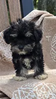 Cooper, a male Miniature Schnauzer and Shih Tzu for sale in Kalona, IA – 7 of 8