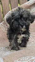 Teacup, a female Miniature Schnauzer and Shih Tzu for sale in Kalona, IA – 4 of 6