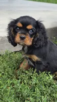 Tucker, a male Cavalier King Charles Spaniel for sale in Kalona, IA – 4 of 7