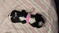 AKC Twinkles , a female Cavalier King Charles Spaniel for sale in Kalona, IA – 2 of 3