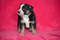 Royal, a male Border Collie and Miniature Australian Shepherd for sale in Kalona, IA – Photo 3 of 6