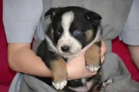 Royal, a male Border Collie and Miniature Australian Shepherd for sale in Kalona, IA – Photo 6 of 6