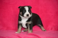 Royal, a male Border Collie and Miniature Australian Shepherd for sale in Kalona, IA – Photo 5 of 6