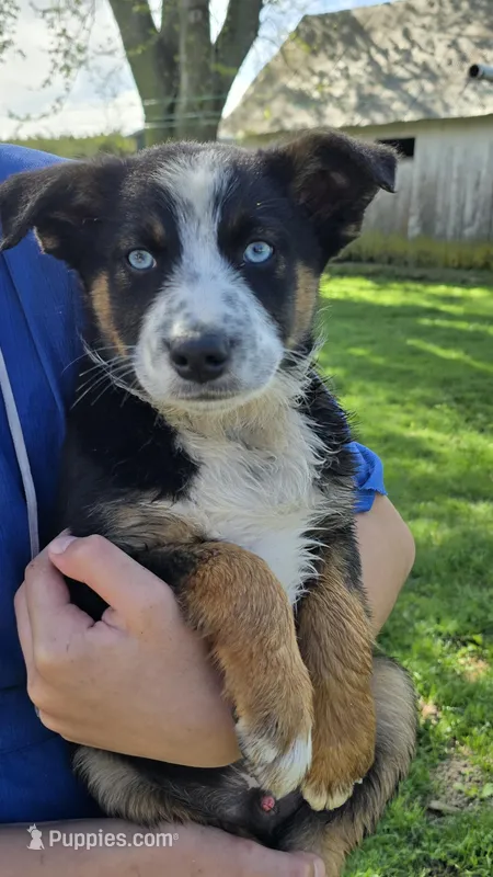 Royal – Border Collie, Miniature Australian Shepherd puppy for sale in Kalona, IA