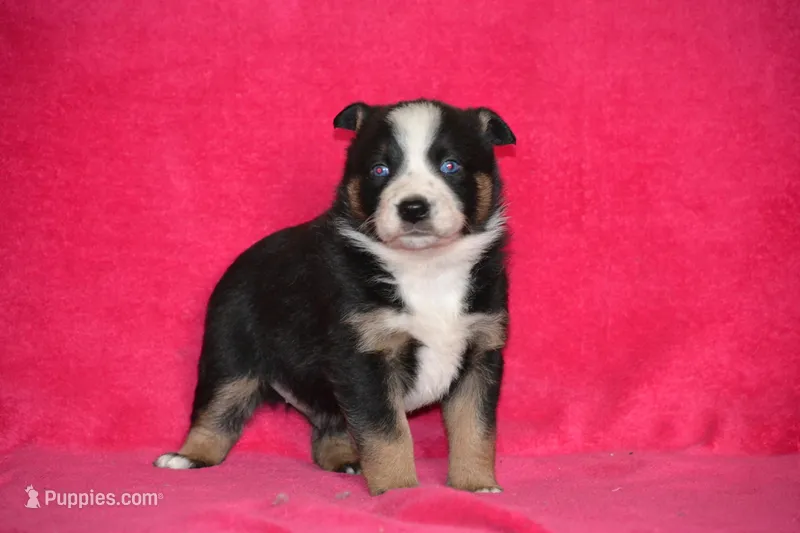Royal – Border Collie, Miniature Australian Shepherd puppy for sale in Kalona, IA