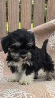 Bailey, a female Miniature Schnauzer and Shih Tzu for sale in Kalona, IA – 2 of 6