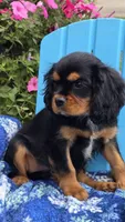 Tucker, a male Cavalier King Charles Spaniel for sale in Kalona, IA – 7 of 7