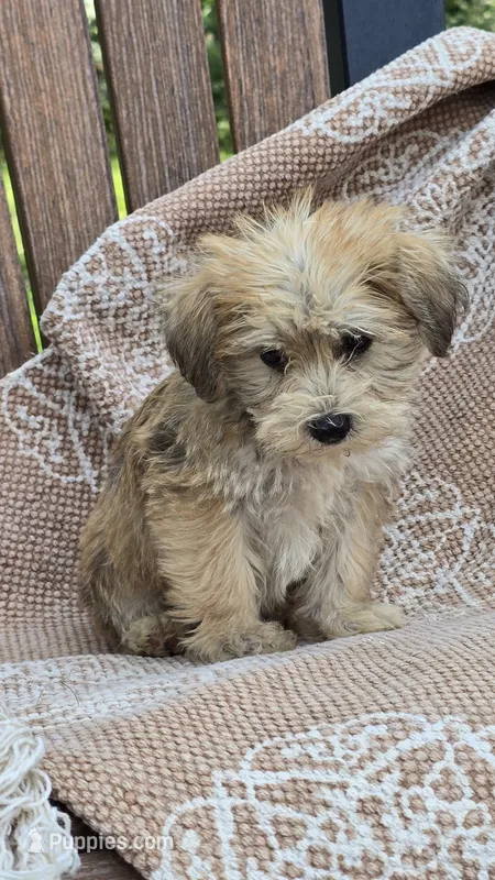 Kylie – Miniature Schnauzer, Shih Tzu puppy for sale in Kalona, IA