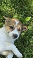 Stella, a female American Eskimo and Jack Russell Terrier for sale in Kalona, IA – 3 of 6