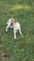 Peter, a male Jack Russell Terrier and Rat Terrier for sale in Kalona, IA – 5 of 8