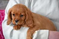 Lark, a female Cavalier King Charles Spaniel for sale in Kalona, IA – Photo 8 of 8