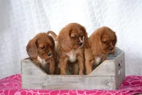 Lark, a female Cavalier King Charles Spaniel for sale in Kalona, IA – Photo 3 of 8