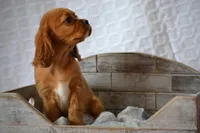 Lark, a female Cavalier King Charles Spaniel for sale in Kalona, IA – Photo 6 of 8