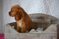 Lark, a female Cavalier King Charles Spaniel for sale in Kalona, IA – Photo 7 of 8