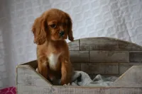 Lark, a female Cavalier King Charles Spaniel for sale in Kalona, IA – Photo 4 of 8