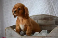 Lark, a female Cavalier King Charles Spaniel for sale in Kalona, IA – Photo 5 of 8