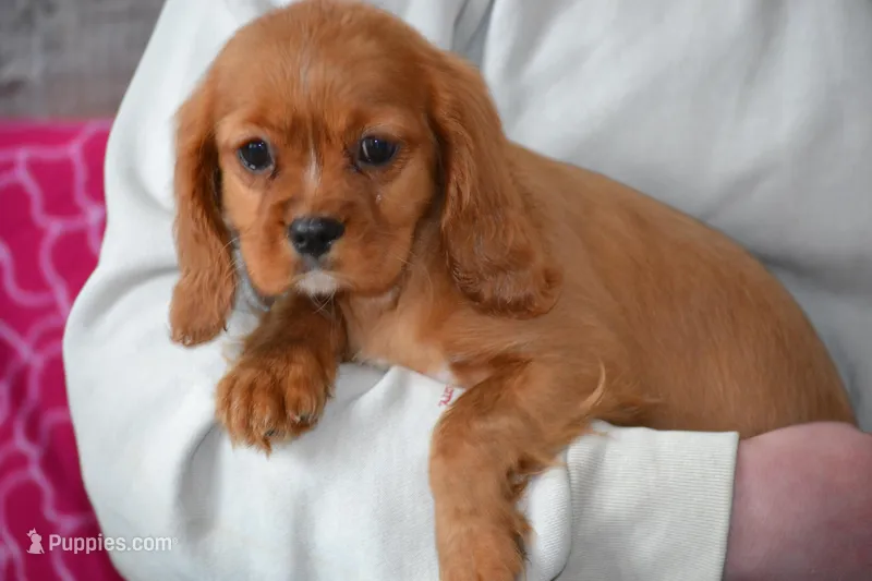 Lark – Cavalier King Charles Spaniel puppy for sale in Kalona, IA