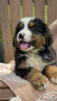 Rex, a male Bernese Mountain Dog for sale in Kalona, IA – 9 of 10