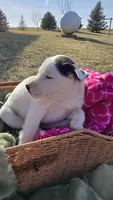 Whitie, a  Jack Russell Terrier and Border Collie for sale in Kalona, IA – Photo 2 of 6