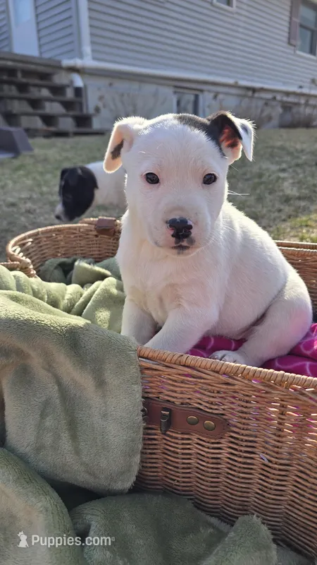 Whitie – Jack Russell Terrier, Border Collie puppy for sale in Kalona, IA