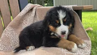 Reese, a male Bernese Mountain Dog for sale in Kalona, IA – 7 of 8