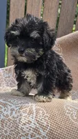 Cooper, a male Miniature Schnauzer and Shih Tzu for sale in Kalona, IA – 6 of 8