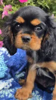 Tucker, a male Cavalier King Charles Spaniel for sale in Kalona, IA – 3 of 7