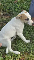 Pansy, a female Jack Russell Terrier and Rat Terrier for sale in Kalona, IA – 7 of 7