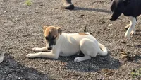 Peter, a male Jack Russell Terrier and Rat Terrier for sale in Kalona, IA – 6 of 8