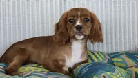 Daffodil, a female Cavalier King Charles Spaniel for sale in Kalona, IA – 2 of 5
