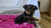 AKC Penelope, a female Yorkshire Terrier for sale in Kalona, IA – 4 of 7