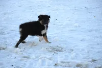 Cooper, a male Miniature Australian Shepherd for sale in Kalona, IA – Photo 4 of 7