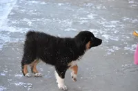 Cooper, a male Miniature Australian Shepherd for sale in Kalona, IA – Photo 2 of 7