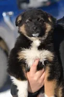 Cooper, a male Miniature Australian Shepherd for sale in Kalona, IA – Photo 7 of 7