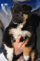 Cooper, a male Miniature Australian Shepherd for sale in Kalona, IA – Photo 3 of 7