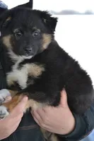 Cooper, a male Miniature Australian Shepherd for sale in Kalona, IA – Photo 1 of 7